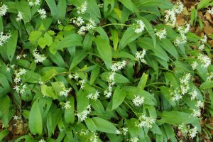 Allium ursinum, bidearen alde bietan, Mendurro mendian