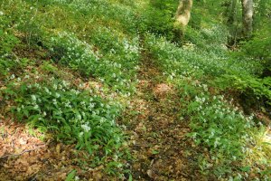 Allium ursinum, bidearen alde bietan, Mendurro mendian