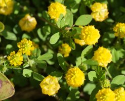 Trifolium campestre, Beraskoain aldean