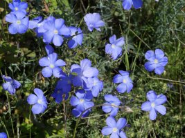 Linum narbonense Ekoiengo Gaina mendian