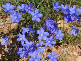 Linum narbonense, Ekoiengo Gaina mendian
