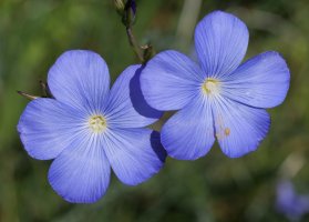 Linum narbonense Ekoingo Gaina mendian