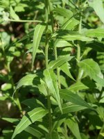 Hesperis matronalis Irurtzun aldean