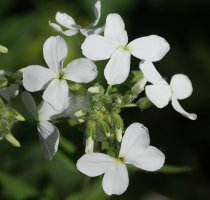 Hesperis matronalis Irurtzun aldean