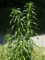 Resede luteola Irurtzun aldean