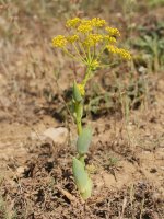 Thapsia villosa Etxauriko bizkarrean
