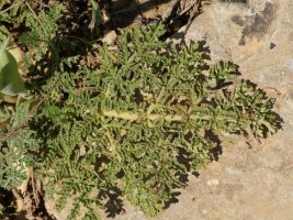 Thapsia villosa Etxauriko bizkarrean