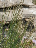 Melica ciliata ciliata Etxauri mendian