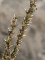 Melica ciliata ciliata Etxauri mendian