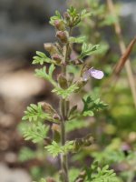 Teucrium botrys Etxauriko mendian