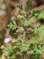 Teucrium botrys Etxauriko mendian