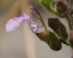 Teucrium botrys Etxauri mendian