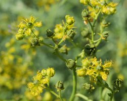 Ruta angustifolia Etxauri mendian