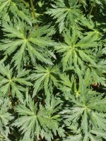 Trollius europaeus Culivillas sakanean