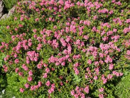 Rhododendron ferrugineum Culivillas sakanean