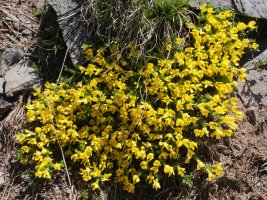 Androsace vitaliana Anayeteko lepoaren inguruetan