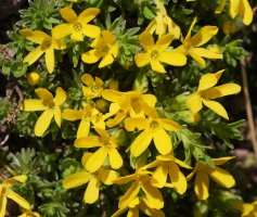 Androsace vitaliana Anayeteko lepoaren inguruetan