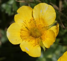 Geum montanum, Anayeteko iboien bazterrean