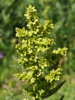 Veratrum album Culivillas sakanean