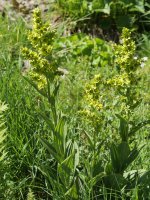 Veratrum album Culivillas sakanean