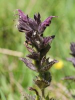 Bartsia alpina Culivillas sakanaren sarreran