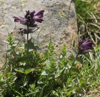 Bartsia alpina Peyreget mendiaren magalean