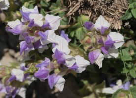 Scutellaria alpina Musales mendiaren hegoaldeko isurialdean