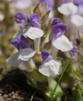 Scutellaria alpina Musales mendiaren hegoaldeko isurialdean