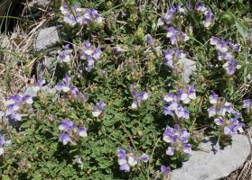 Scutellaria alpina Larrako eremuan