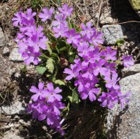 Primula hirsuta Bacias mendian