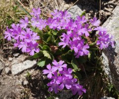 Primula hirsuta Bacias mendian
