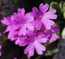 Primula hirsuta Bacias mendian