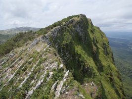 Ekialdeko bizkarra, Idoitxiki