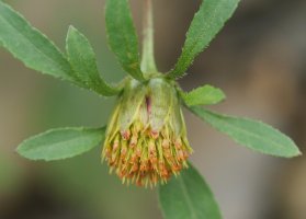 Bidens frondosa Urumean, Añarbe aldean