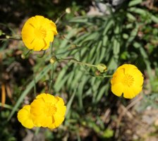 Ranunculus gramineus Mandalen mendiaren tontorraren inguruetan