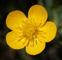 Ranunculus bulbosus Madalen mendiaren tontorraren inguruetan