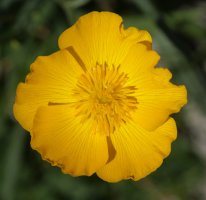 Ranunculus gramineus Mandalen mendiaren tontorraren inguruetan