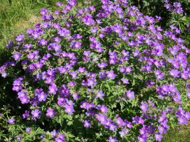 Geranium sylvaticum Culivillas errekaren inguruetan