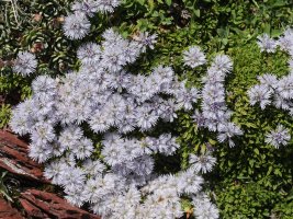 Globularia repens Anayeteko iboien inguruetan