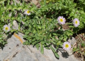 Erigeron alpinus Anéou aldeko mendietan