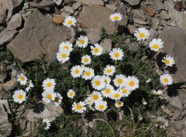 Leucanthemopsis alpina d'Anéou eta Peña Blanca arteko bizkarrean