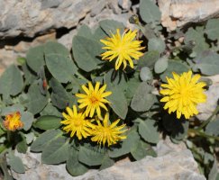 Crepis pigmaea larra aldean