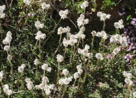 Antennaria dioica Latras mendian