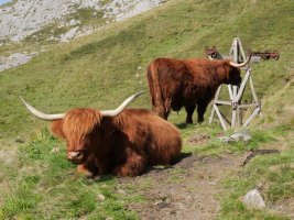 Behi ilegorriak Buruntzuzin inguruan