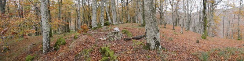 Serlo Gaina gailurra