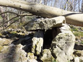 Otro árbol caido al Dólmen (abril 2025)