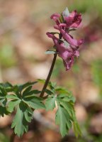 Corydalis cava Saldisgain gailurrean