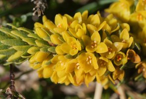 Thymelaea ruizii Artxuetan