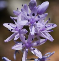 Scilla lilio-hyacinthus Aralarren