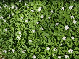 Anemone nemorosa, Arraldegaina inguruetan